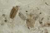 Insect Fossil Cluster- Green River Formation, Utah #101679-3